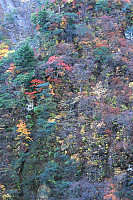 Fall Colours Cliff Side